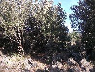 rruggeri-Quercus ilex 201011121 015